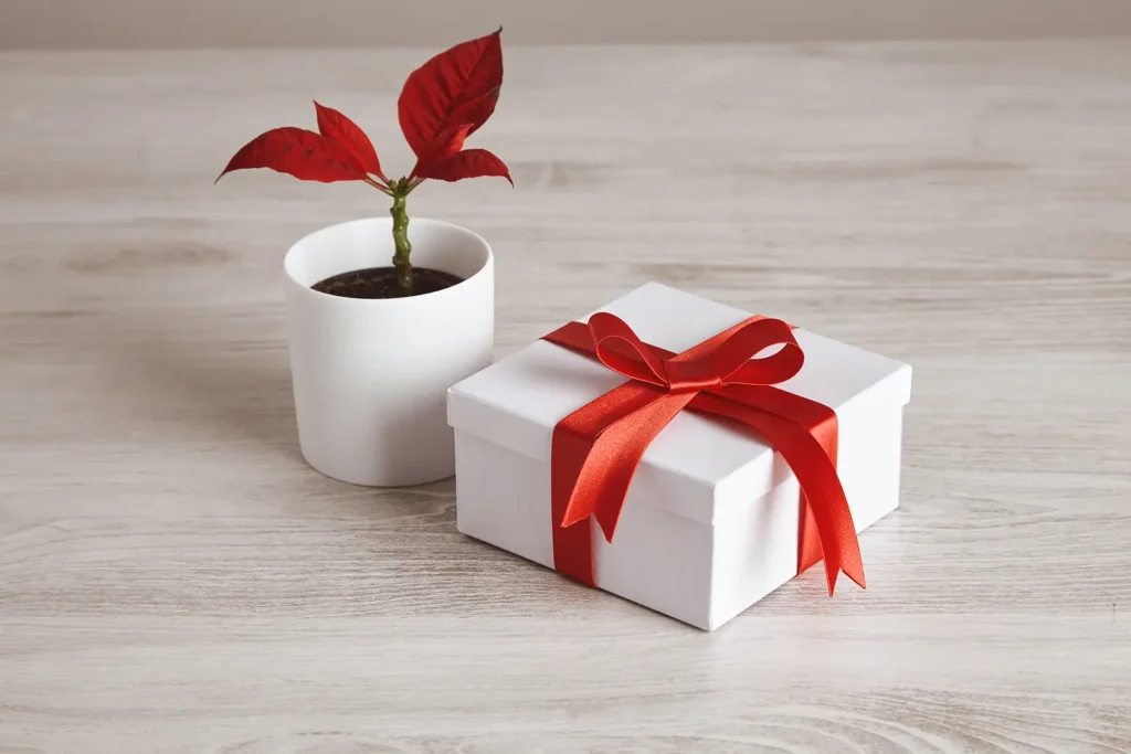 Darum sind personalisierte Geschenke die bessere Wahl 3 Personalisierte Geschenke - Päckchen und Pflanze